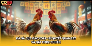 Đá Gà CO88 - Đấu Trường Rực Lửa Giữa Các Chiến Kê 2026