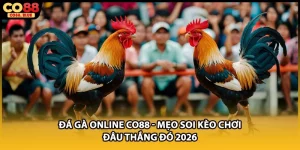 Đá Gà CO88 - Đấu Trường Rực Lửa Giữa Các Chiến Kê 2026