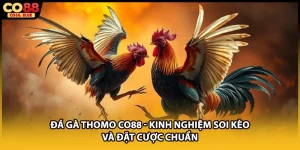 Đá Gà CO88 - Đấu Trường Rực Lửa Giữa Các Chiến Kê 2026